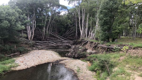 Creek with fallen over trees due to erosion of bank